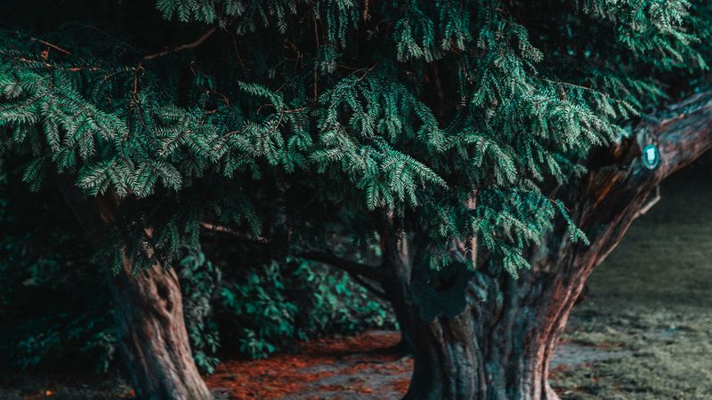 tree, coniferous, evergreen, plant, green, 4k