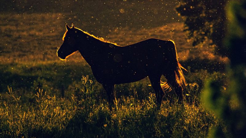 horse, sunset, silhouette, dark, meadow, nature, 4k