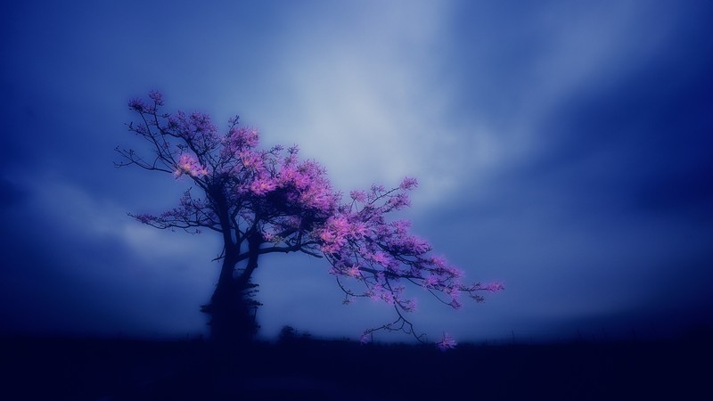 blue, dark, sky, trees, pink