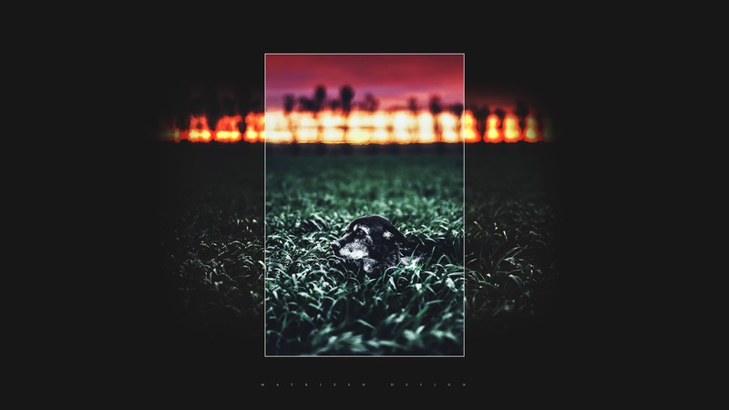 photo manipulation, frame, dog, portrait, field, sunset, double exposure, trees, Photoshop, Matrizen Design