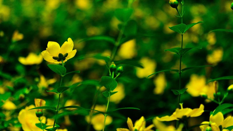flowers, yellow, bloom, plants, 4k