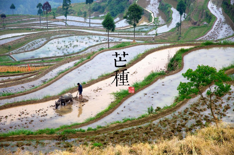 farming, rice fields, nature