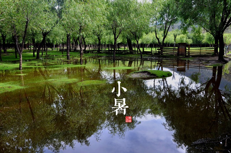 water, trees, reflection, outdoors, puddle, wet