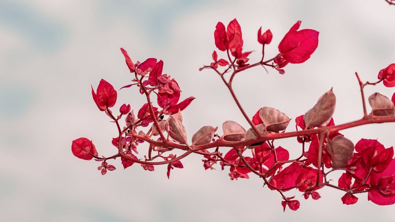branch, leaves, red, plant, closeup, 4k