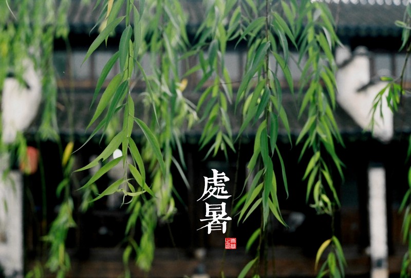 leaves, plants, outdoors, green