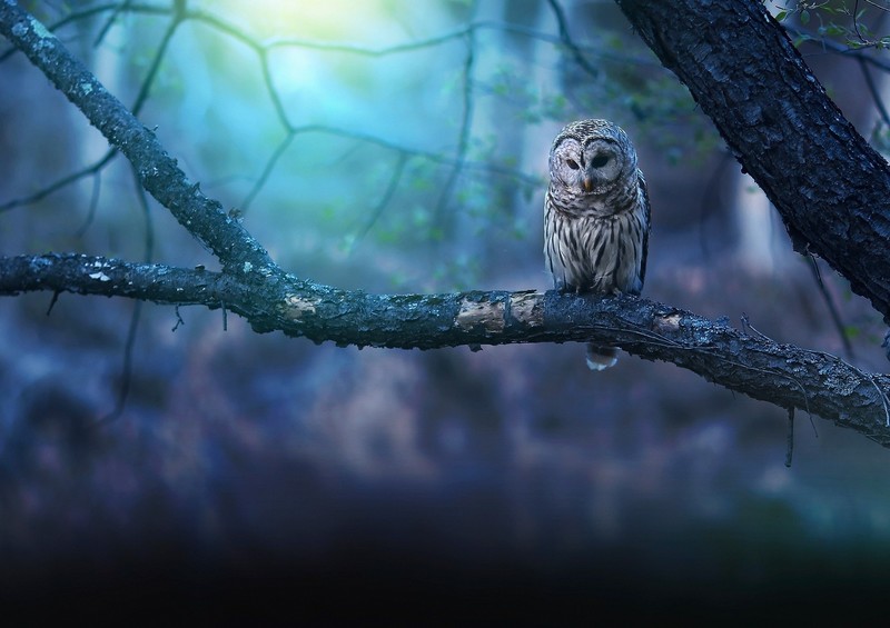 animals, owl, nature, birds, cyan