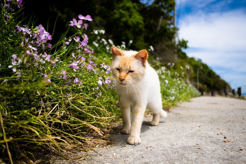 flowers, animals, cats
