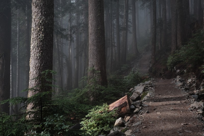 nature, landscape, forest, path