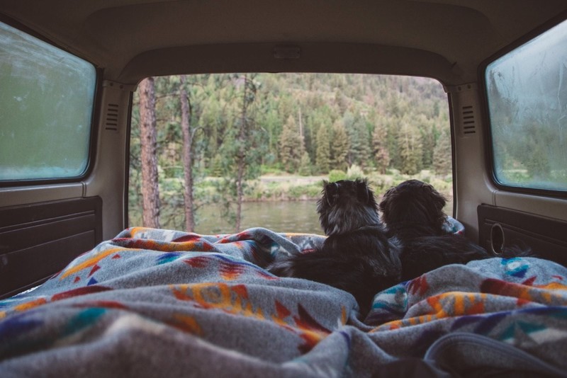 animals, dog, river, camp