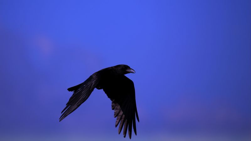 raven, bird, black, fly, sky, 4k
