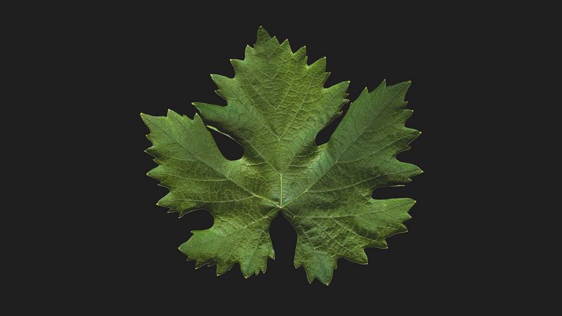 leaf, green, minimalism, closeup, 4k
