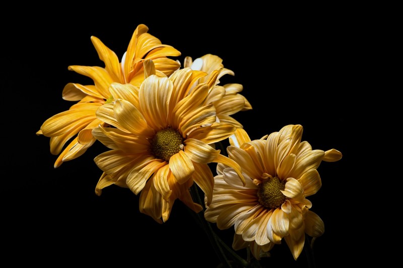 flowers, yellow flowers, black, yellow, black background HD Wallpaper