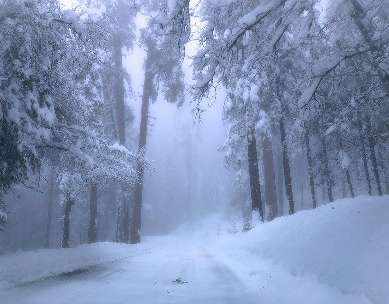 winter, nature, Yosemite National Park, trees, mist, snow