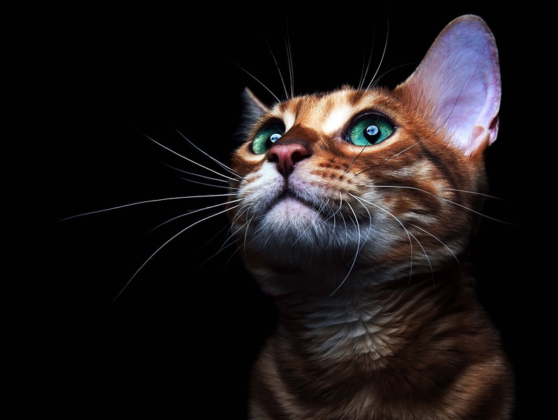 animal eyes, animal ears, animals, black background