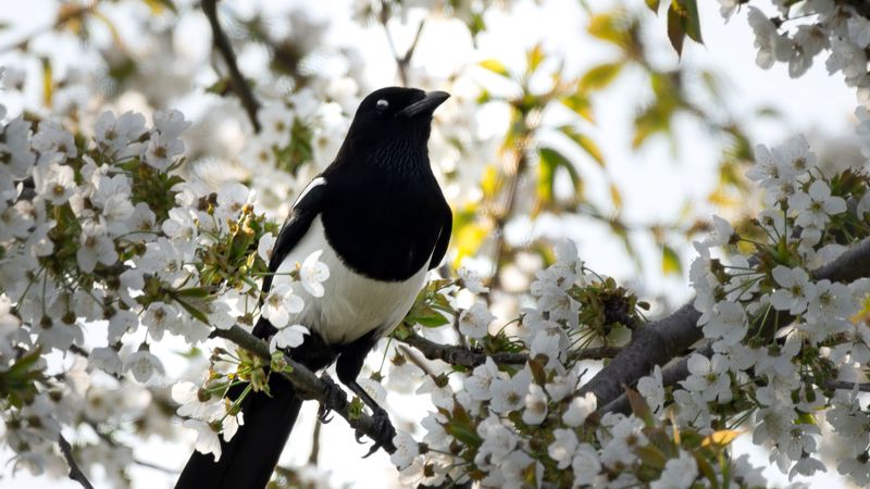 magpie, bird, flowering, branch, 4k
