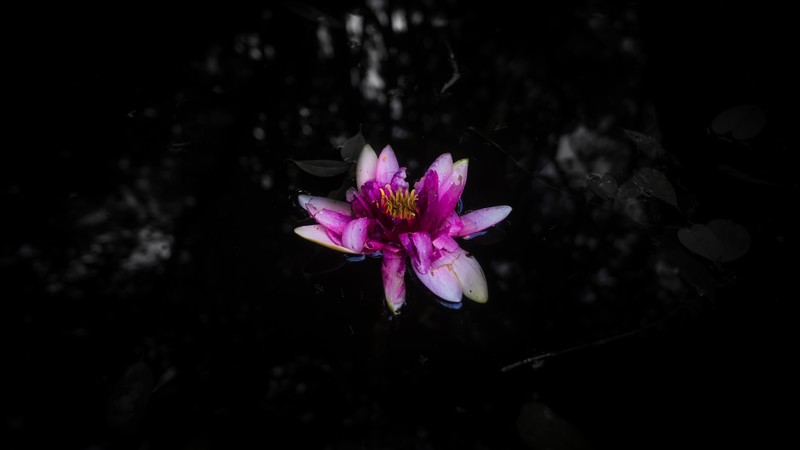 lilly, pond, black, water