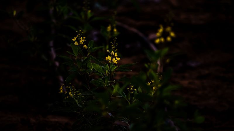 flower, yellow, plant, bloom, dark, 4k