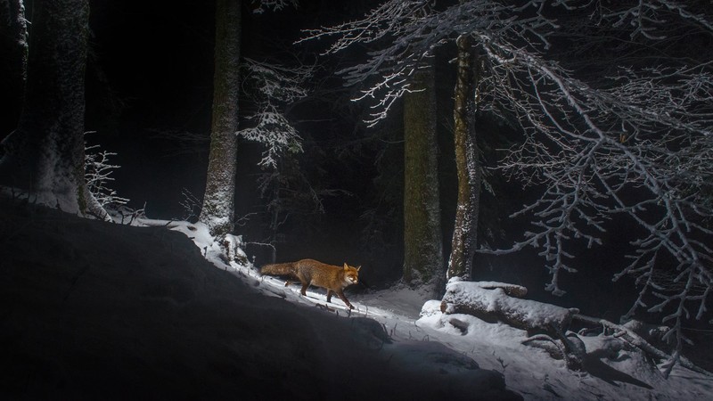 fox, snow, nature, dark, winter, animals, trees