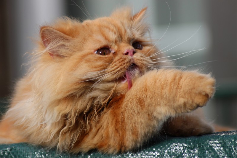 cats, animals, persian cat, tongue out, licking, whiskers