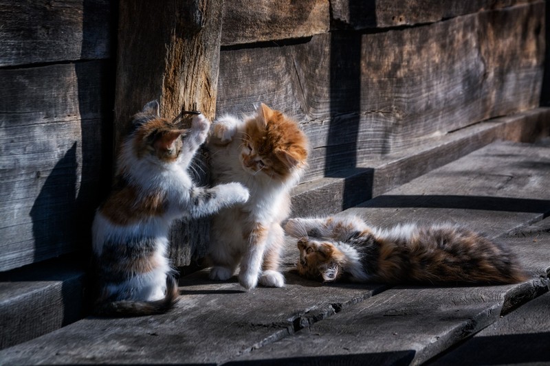 cats, kittens, animals