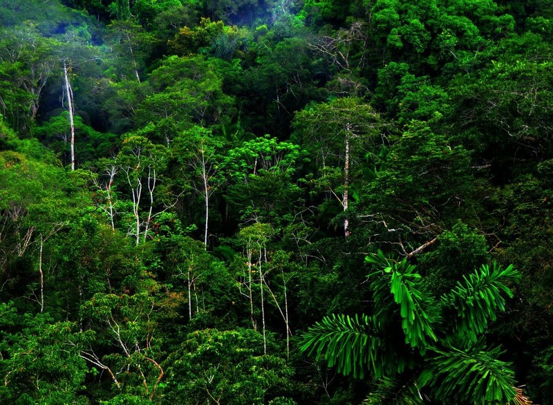 nature, forest, trees, rainforest, jungle, green, leaves