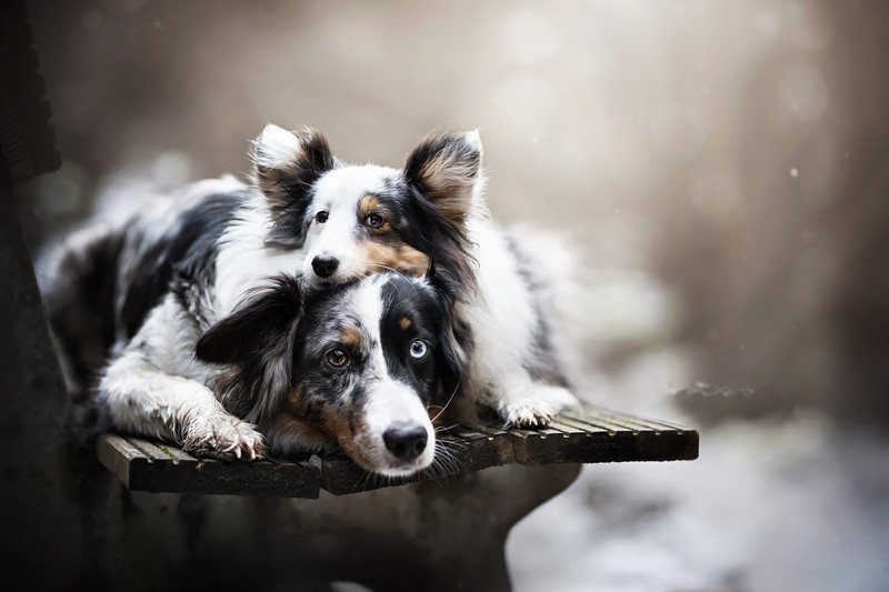 dog, animals, bench, outdoors