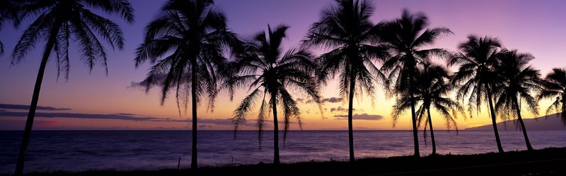 beach, landscape, sunset, sunrise, palm trees, sea, dusk, nature