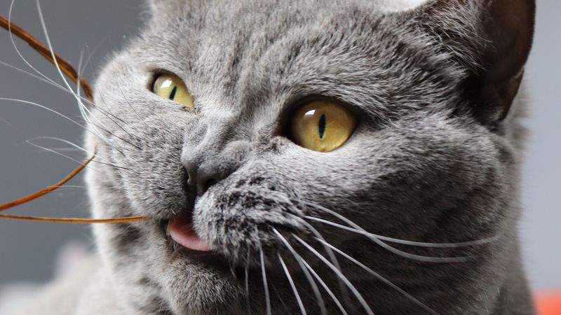 cat, funny, cool, gray, pet, 4k