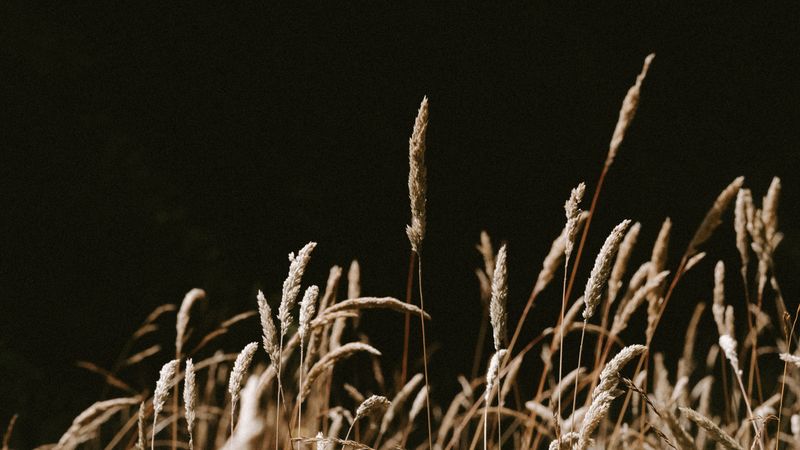 grass, spikelets, dry, plants, 4k