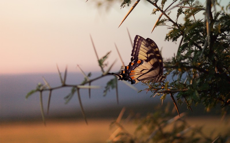 butterfly, nature, insect, animals