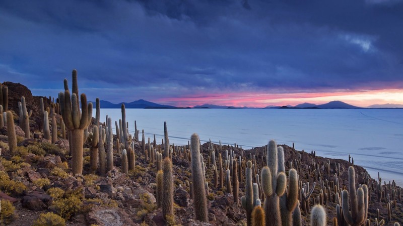 cactus, nature, sky, Bolivia, plants