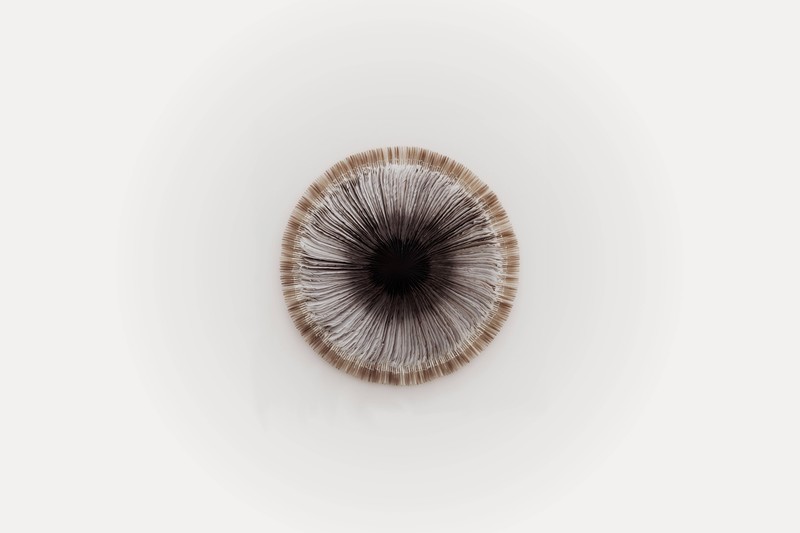 feathers, Iris, white