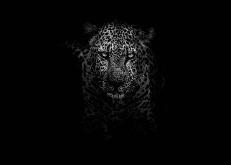 animal eyes, monochrome, leopard