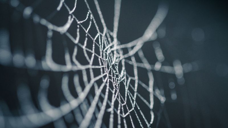 cobweb, wet, dew, macro, closeup, 4k