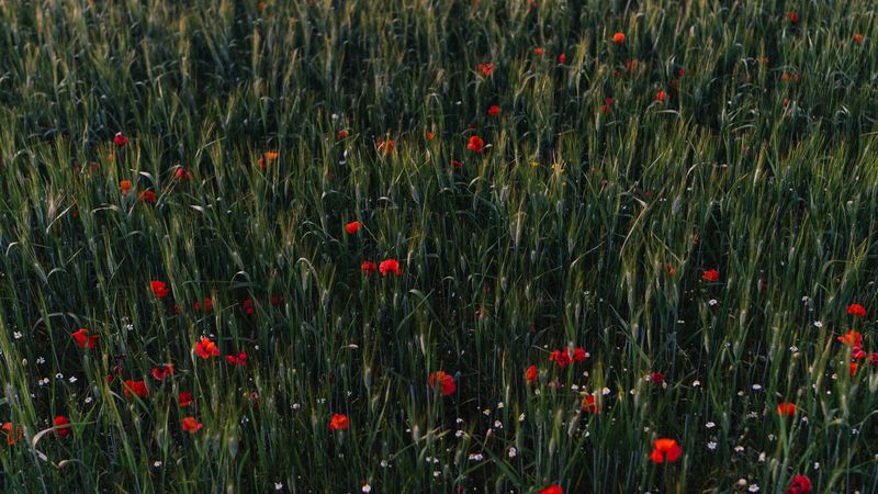 poppies, flowers, field, grass, 4k