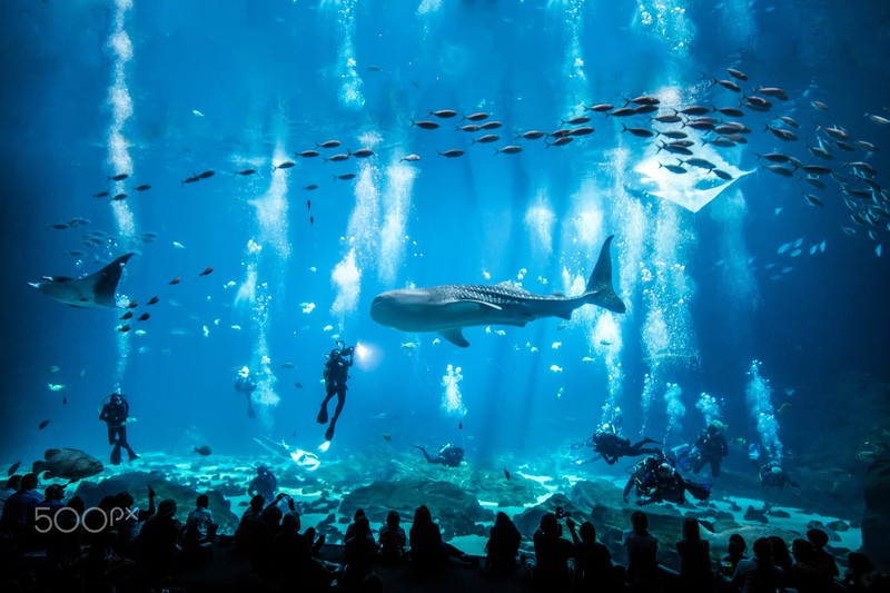 aquarium, fish, animals, 500px, whale shark, manta rays, diving, underwater, cyan, blue, bubbles