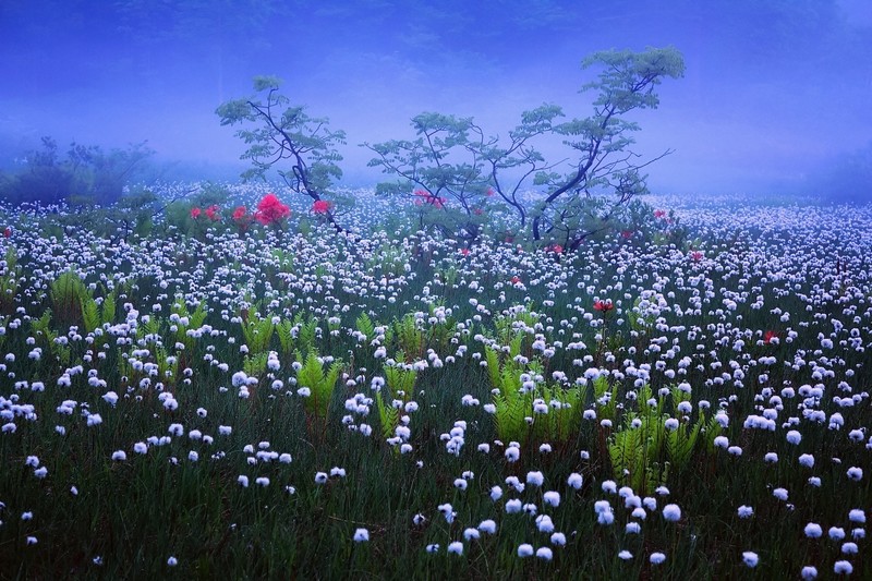 colorful, nature, landscape, plants