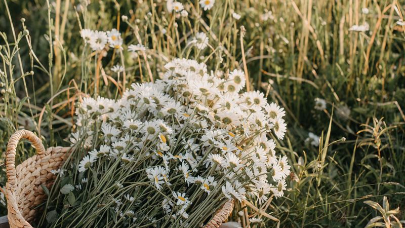 flowers, daisies, bouquet, basket, field, 4k