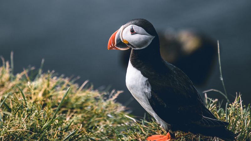 puffin, bird, grass, shore, wildlife, 4k
