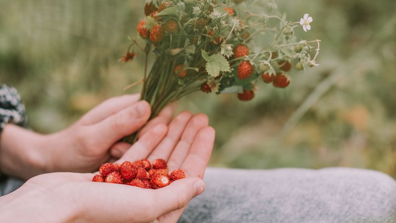 strawberries, berries, ripe, bouquet, hands, 4k