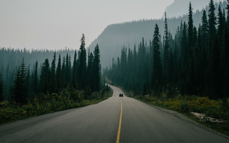 nature, landscape, road, trees, car, pine trees, forest, morning, mist, plants