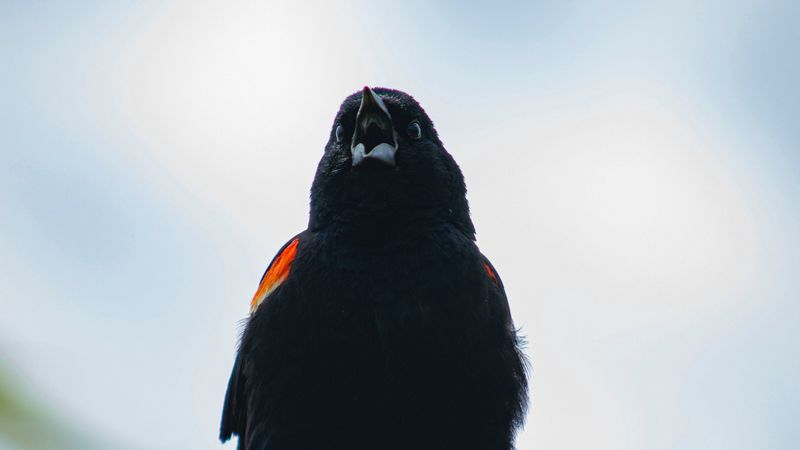 blackbird, bird, black, branches, leaves, 4k