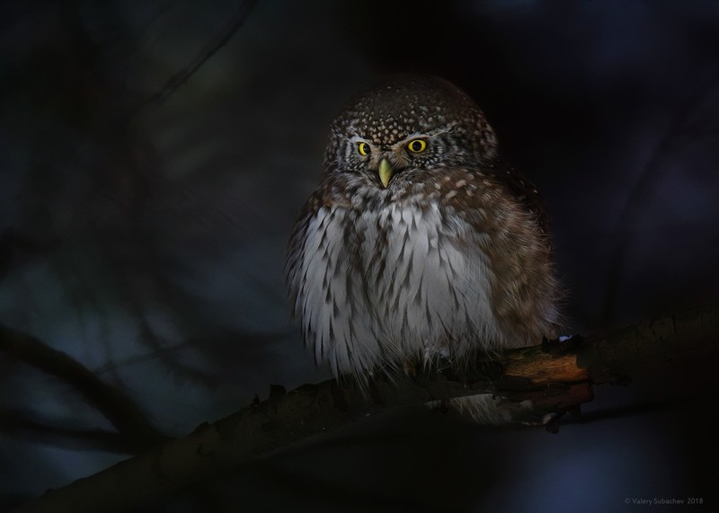 animals, owl, birds, depth of field, dark, forest, nature