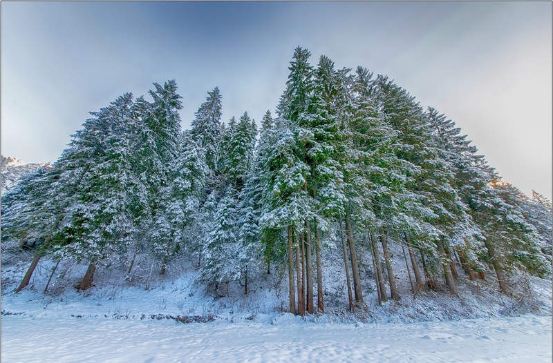 nature, winter, snow, trees