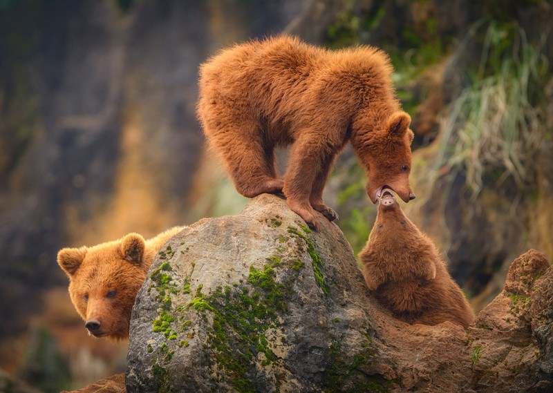bears, animals, nature