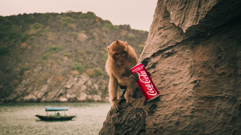 monkey, Coca-Cola, island, boat, can, digital art, photo manipulation, animals