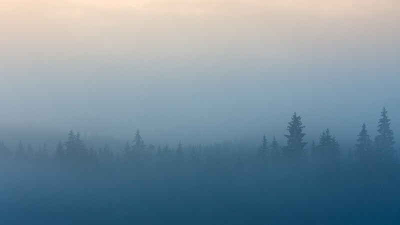 mist, trees, landscape, blue, shapes, forest