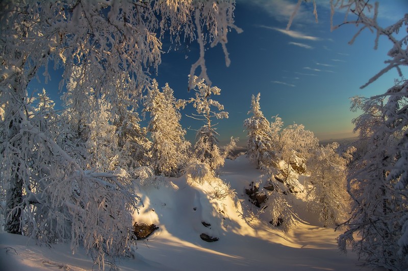 winter, nature, snow, trees