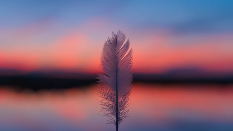 feather, blur, sunset, horizon, 4k