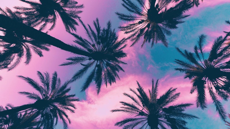 palm trees, sky, clouds, pink